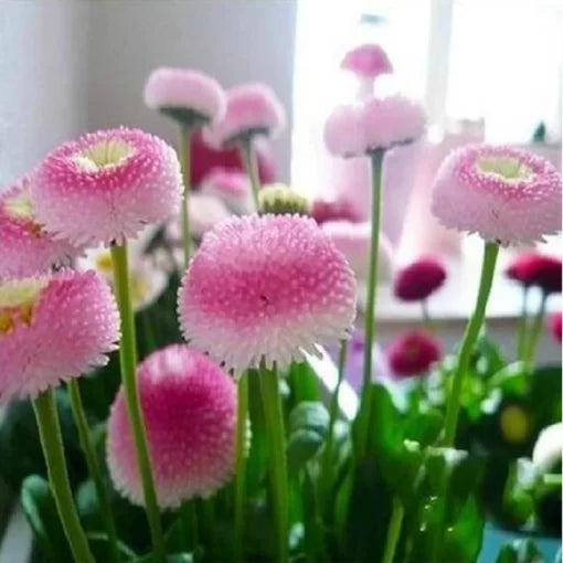 cream cream flower seeds