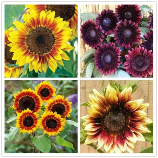 dwarf sunflower flower seeds