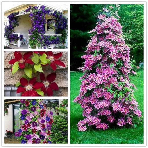 clematis flower flower seeds