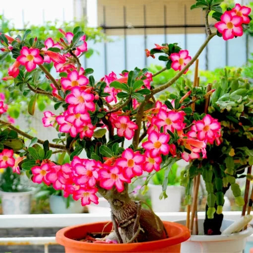 adenium obesum flower seeds