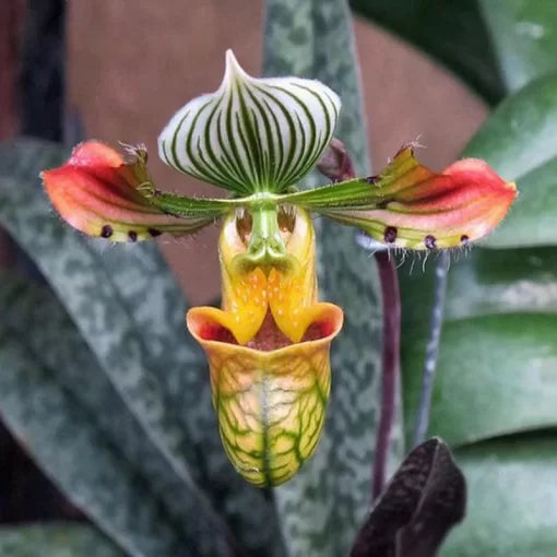 paphiopedilum orchid flower seeds