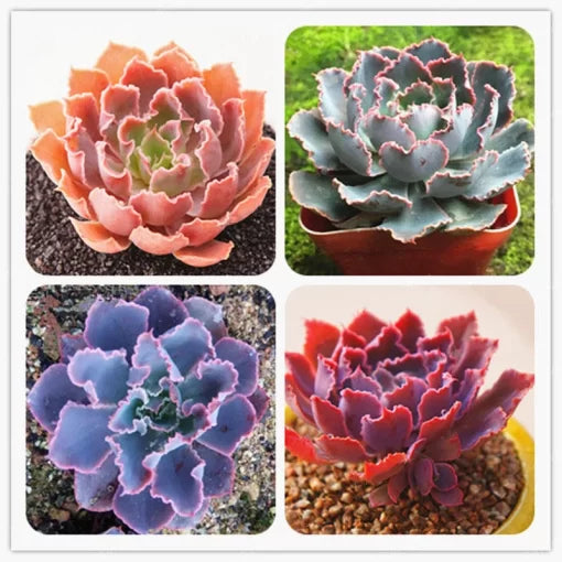 echeveria succulent flower seeds