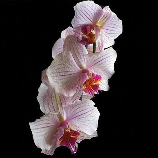 cymbidium orchid flower seeds