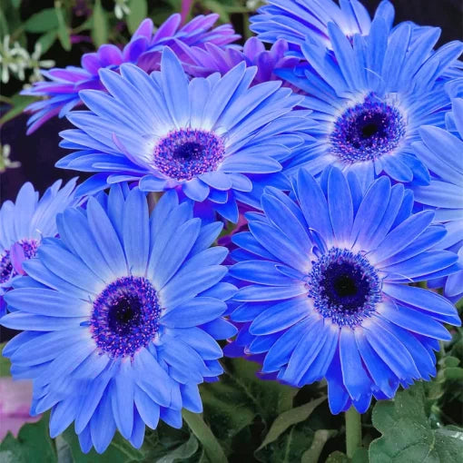 blue gerbera flower seeds