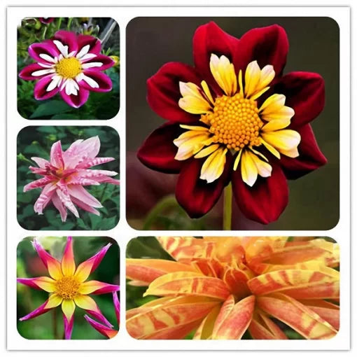 dahlia flower flower seeds