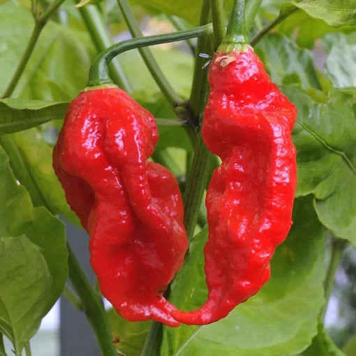 indian ghost flower seeds