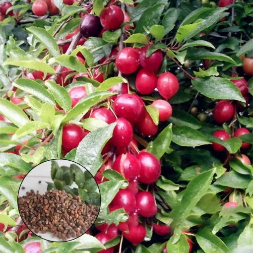 cherry plum flower seeds