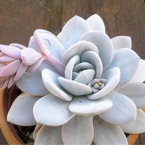 rare orchid flower seeds
