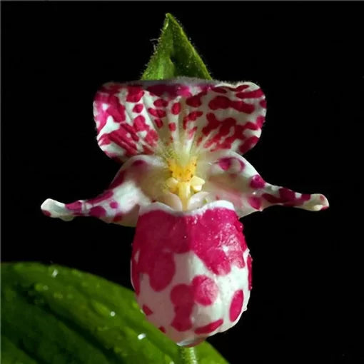 rare orchid flower seeds