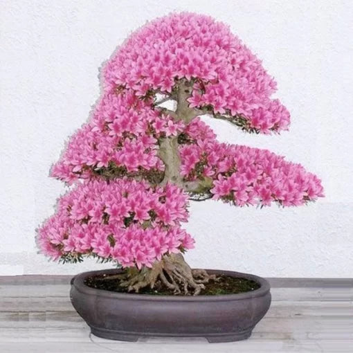 rare sakura flower seeds