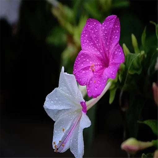 mirabilis jalapa flower seeds