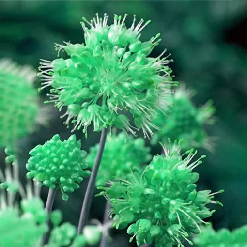 globemaster allium flower seeds