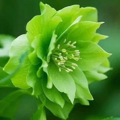 helleborus winter flower seeds