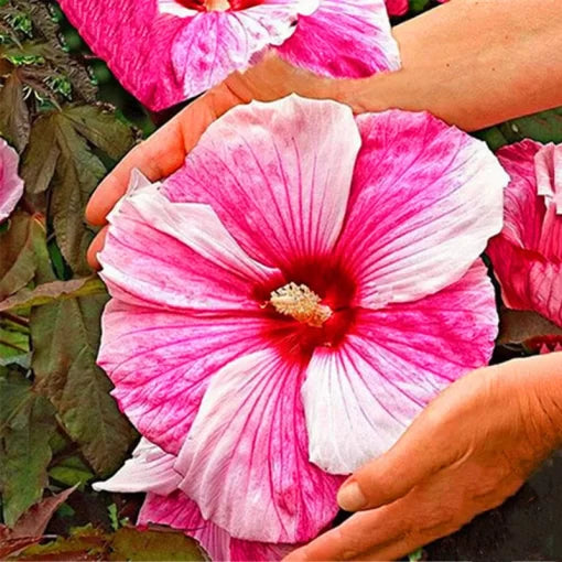giant hibiscus flower seeds