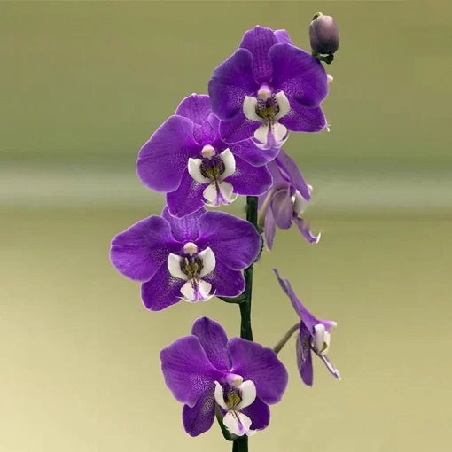 cymbidium orchid flower seeds