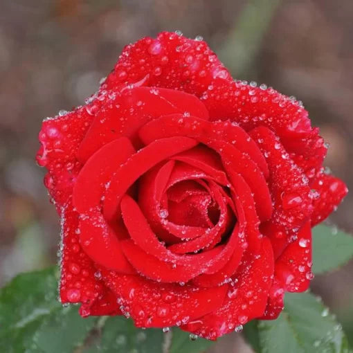 diamond rose flower seeds