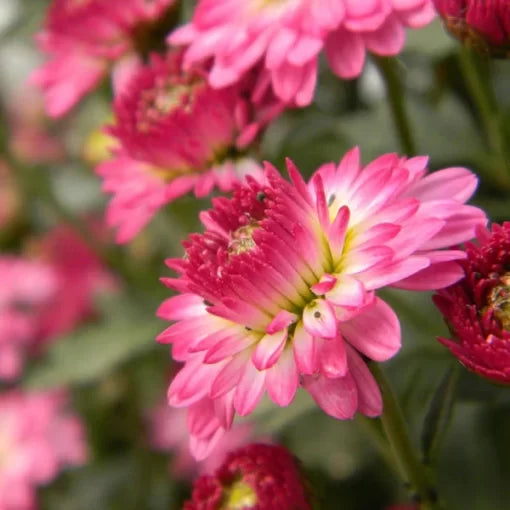 ball chrysanthemum flower seeds