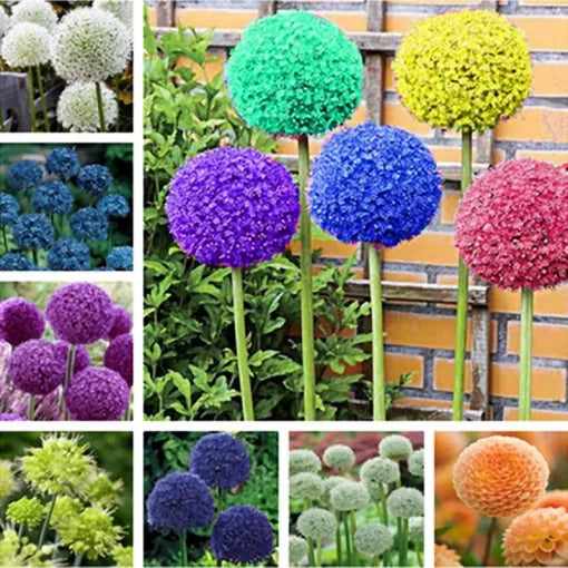 giant allium flower seeds