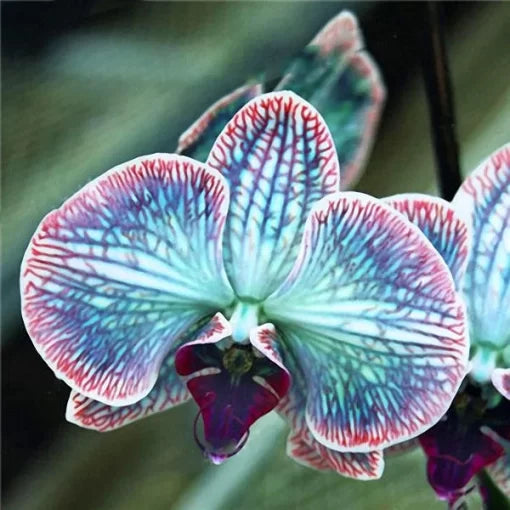 rare orchid flower seeds