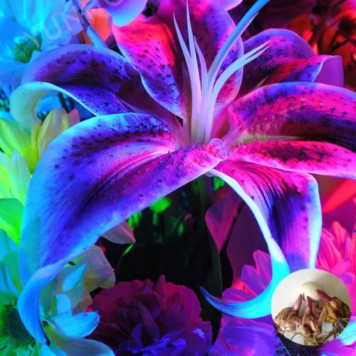 blue lily flower seeds