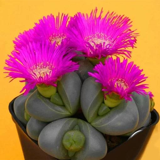 lithops cactus flower seeds