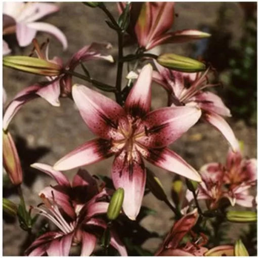 perfume lily flower seeds