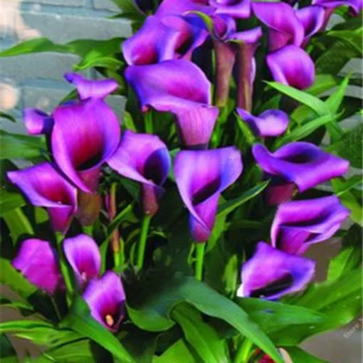 balcony calla flower seeds