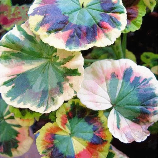 japanese coleus flower seeds