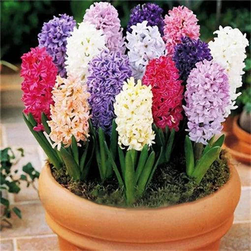 hyacinth flower flower seeds