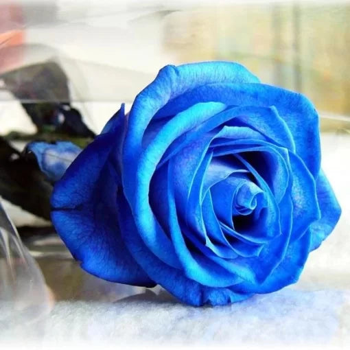blue blue flower seeds