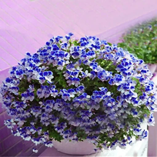geranium potted flower seeds