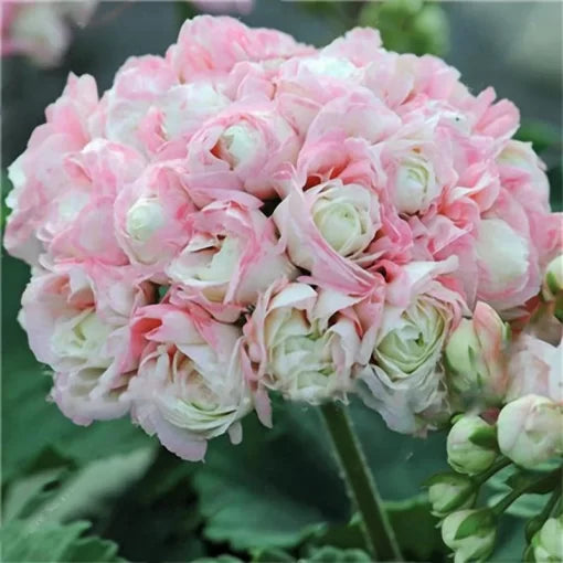 geranium garden flower seeds