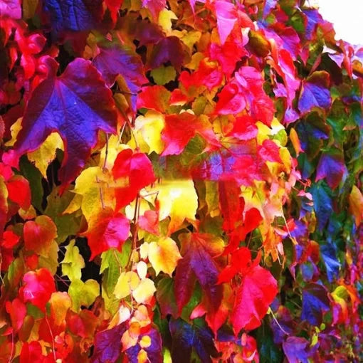 boston ivy flower seeds