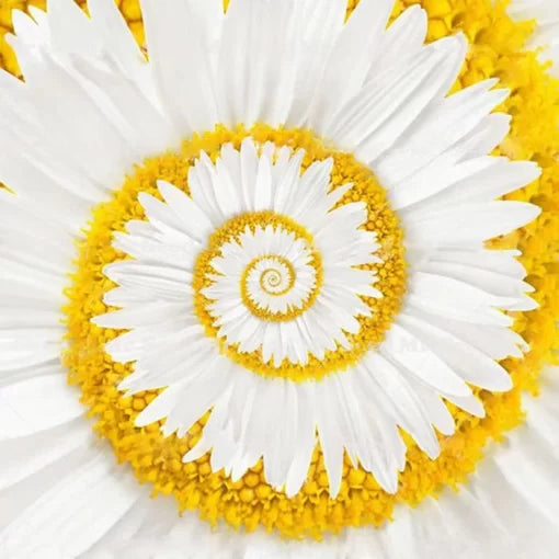 white miracle flower seeds