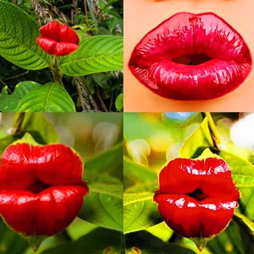 red lips flower seeds