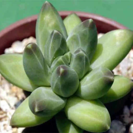 pachyphytum succulent flower seeds