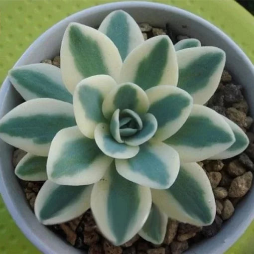 echeveria lithops flower seeds