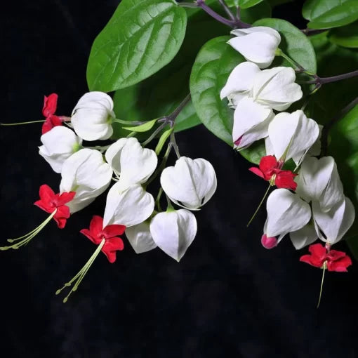 clerodendrum thomsonae flower seeds