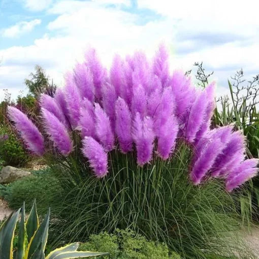 purple pampas flower seeds