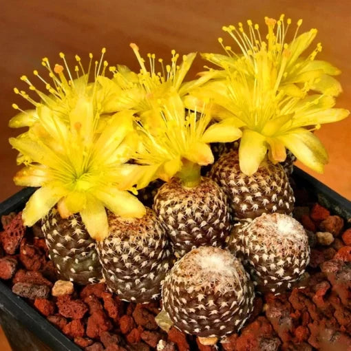 cactus garden flower seeds
