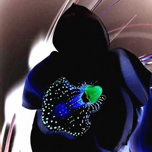 black orchid flower seeds