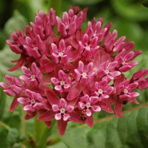 purple asclepias flower seeds