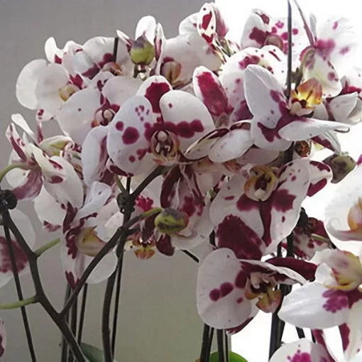 phalaenopsis orchid flower seeds
