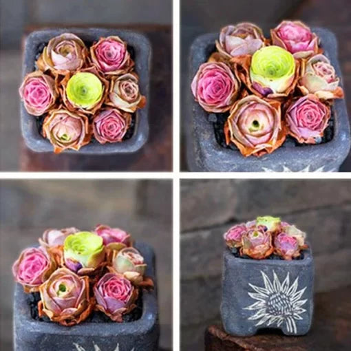 mountain desert flower seeds