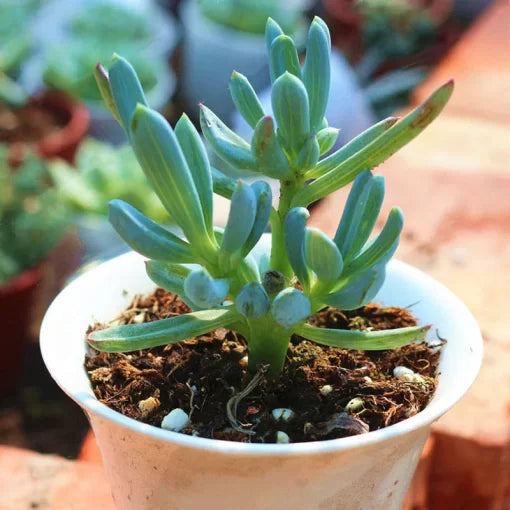 succulent mix flower seeds