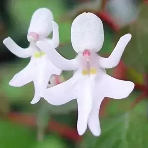 aloe vera flower seeds