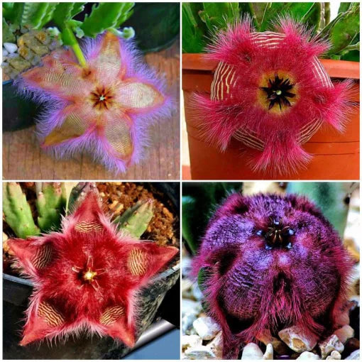 slia pulchella flower seeds