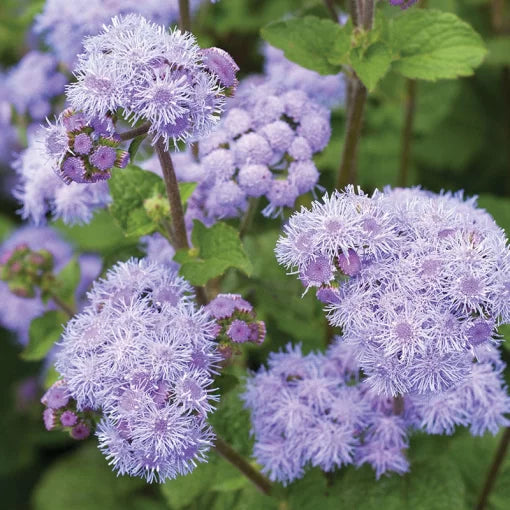 blue purple flower seeds