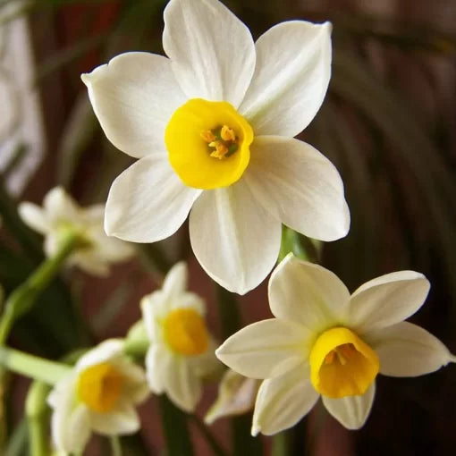 daffodil flower flower seeds