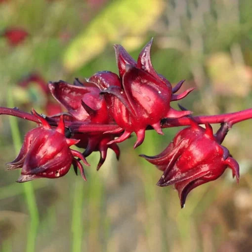 roselle hibiscus flower seeds